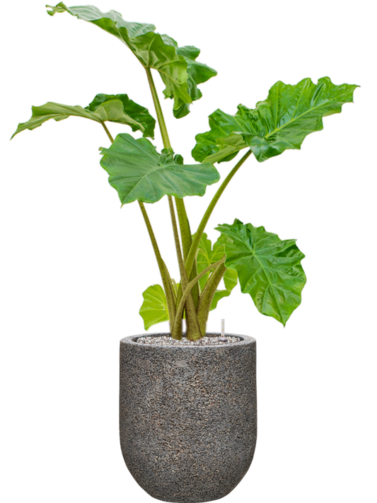 Alocasia 'Portodora' in Baq Naturescast Office Plant With Pot 102cm Height 24cm Dia