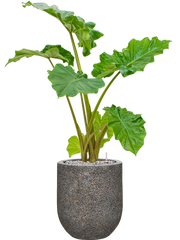 Alocasia 'Portodora' in Baq Naturescast Office Plant With Pot 102cm Height 24cm Dia