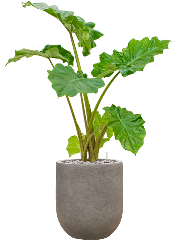 Alocasia 'Portodora' in Baq Nucast Office Plant With Pot 103cm Height 24cm Dia