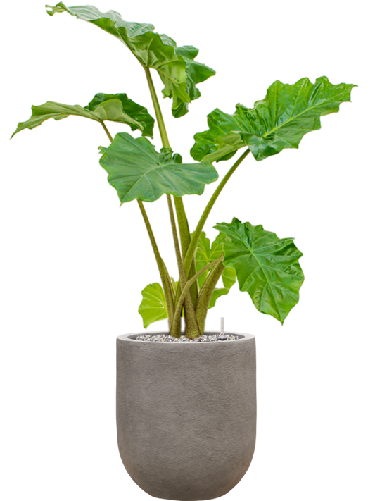 Alocasia 'Portodora' in Baq Nucast Office Plant With Pot 103cm Height 24cm Dia