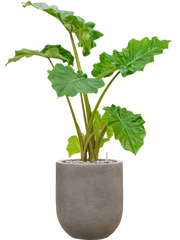 Alocasia 'Portodora' in Baq Nucast Office Plant With Pot 103cm Height 24cm Dia