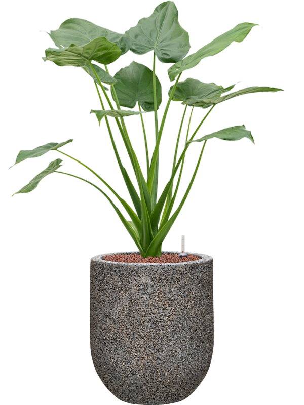 Alocasia cucullata in Baq Naturescast Office Plant With Pot 92cm Height 24cm Dia