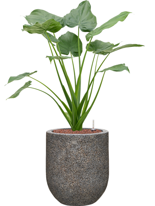 Alocasia cucullata in Baq Naturescast Office Plant With Pot 92cm Height 24cm Dia