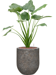 Alocasia cucullata in Baq Naturescast Office Plant With Pot 92cm Height 24cm Dia