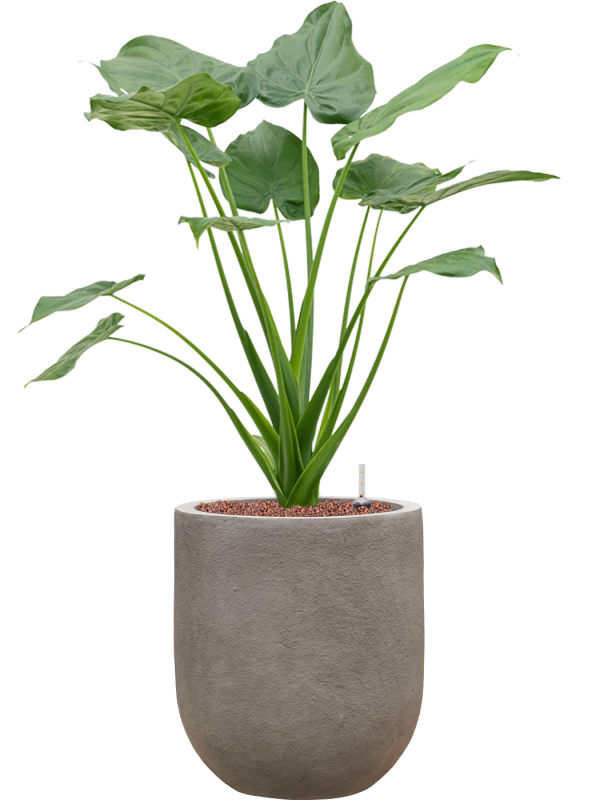 Alocasia cucullata in Baq Nucast Office Plant With Pot 92cm Height 24cm Dia