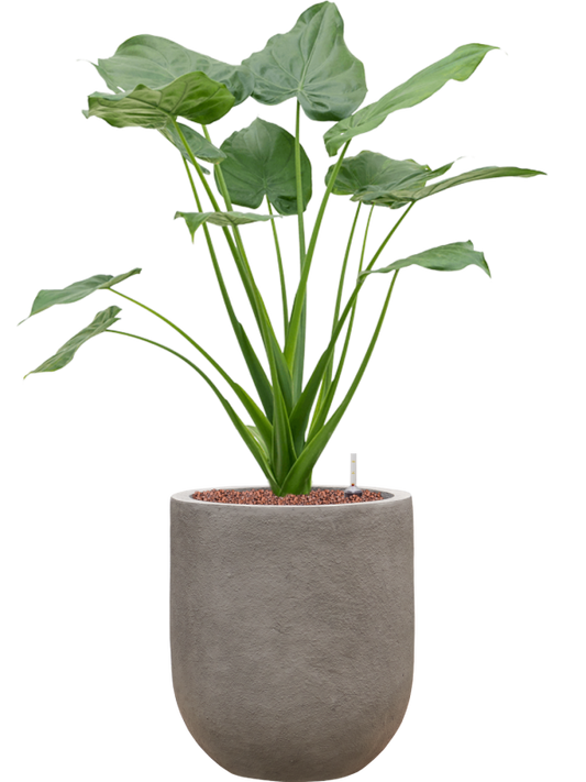 Alocasia cucullata in Baq Nucast Office Plant With Pot 92cm Height 24cm Dia