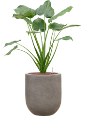 Alocasia cucullata in Baq Nucast Office Plant With Pot 92cm Height 24cm Dia
