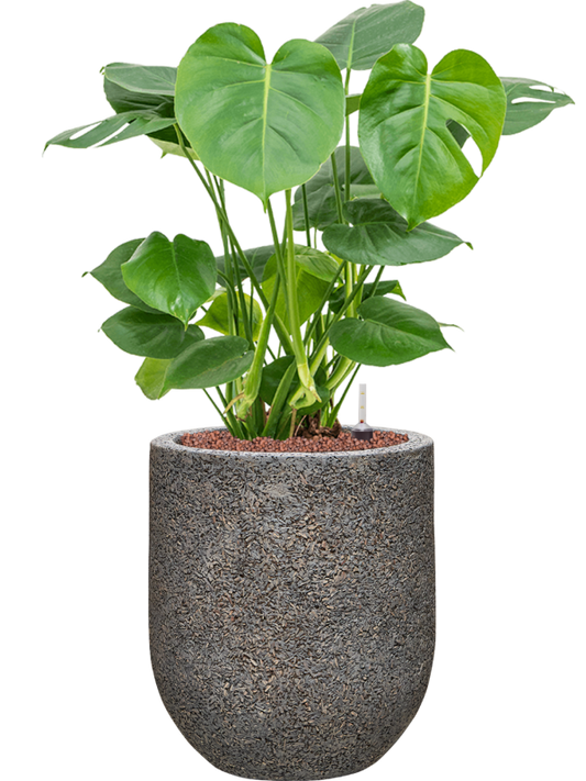 Monstera deliciosa in Baq Naturescast Office Plant With Pot 77cm Height 24cm Dia