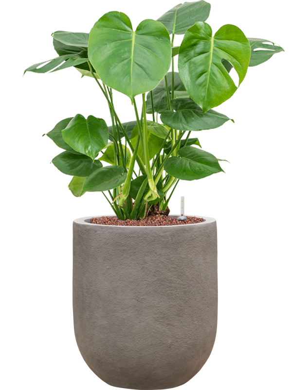 Monstera Deliciosa In Baq Nucast Office Plant With Pot 77cm Height 24c monstera-deliciosa-in-baq-nucast-office-plant-with-pot-77cm-height-24c