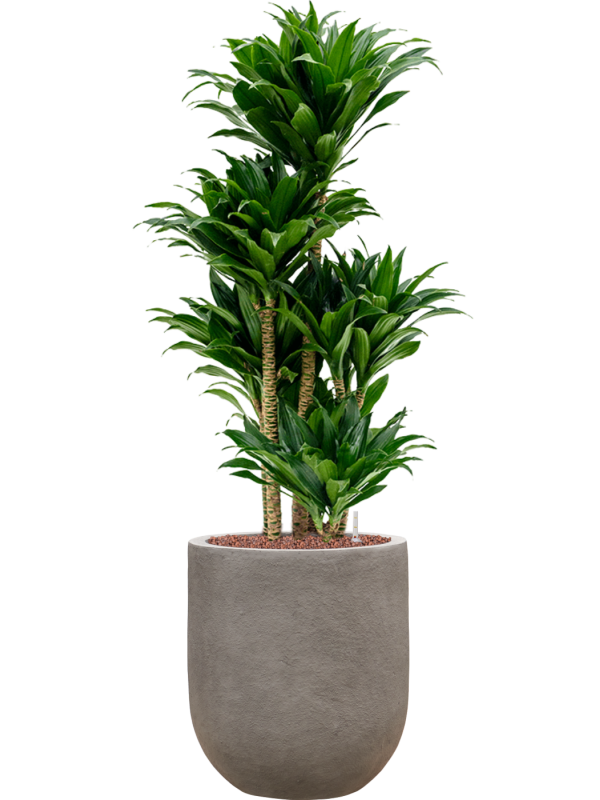 Dracaena fragrans 'Compacta' in Baq Nucast Office Plant With Pot 104cm Height 24cm Dia