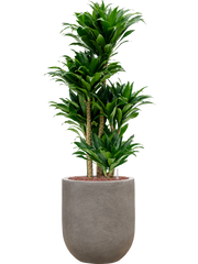 Dracaena fragrans 'Compacta' in Baq Nucast Office Plant With Pot 104cm Height 24cm Dia