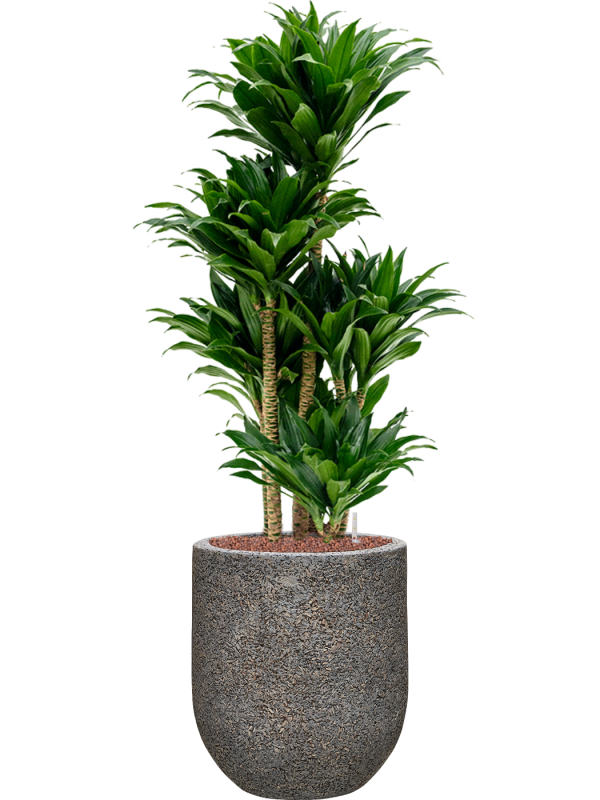 Dracaena fragrans 'Compacta' in Baq Naturescast Office Plant With Pot 104cm Height 24cm Dia