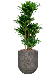 Dracaena fragrans 'Compacta' in Baq Naturescast Office Plant With Pot 104cm Height 24cm Dia