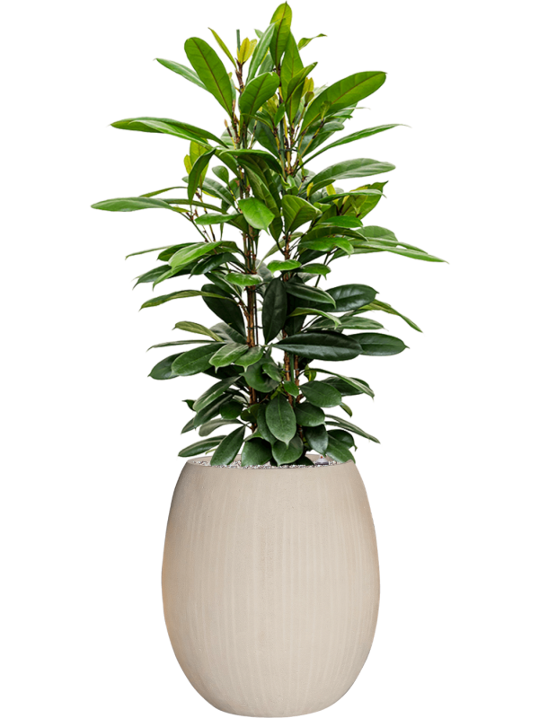 Ficus cyathistipula in Baq Polystone Coated Plain Office Plant With Pot 149cm Height 30cm Dia