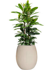 Ficus cyathistipula in Baq Polystone Coated Plain Office Plant With Pot 149cm Height 30cm Dia