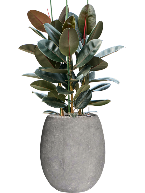 Ficus elastica 'Abidjan' in Baq Polystone Coated Plain Office Plant With Pot 131cm Height 30cm Dia