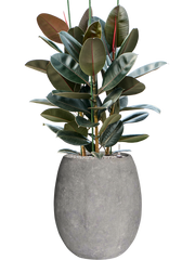 Ficus elastica 'Abidjan' in Baq Polystone Coated Plain Office Plant With Pot 131cm Height 30cm Dia