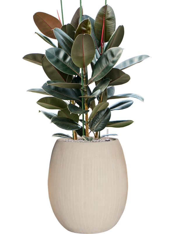 Ficus elastica 'Abidjan' in Baq Polystone Coated Plain Office Plant With Pot 132cm Height 30cm Dia