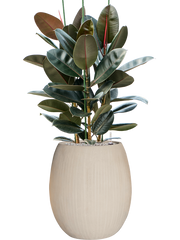 Ficus elastica 'Abidjan' in Baq Polystone Coated Plain Office Plant With Pot 132cm Height 30cm Dia