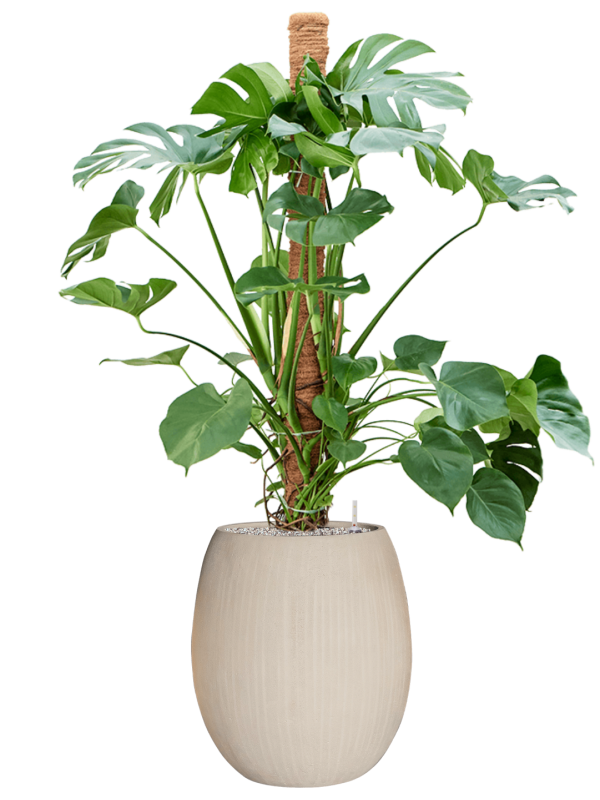 Monstera deliciosa in Baq Polystone Coated Plain Office Plant With Pot 159cm Height 30cm Dia