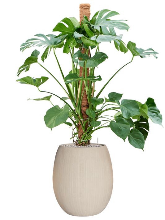 Monstera deliciosa in Baq Polystone Coated Plain Office Plant With Pot 159cm Height 30cm Dia
