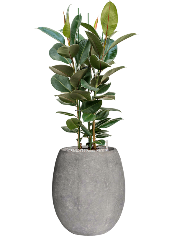 Ficus elastica 'Robusta' in Baq Polystone Coated Plain Office Plant With Pot 143cm Height 30cm Dia