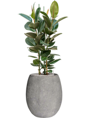 Ficus elastica 'Robusta' in Baq Polystone Coated Plain Office Plant With Pot 143cm Height 30cm Dia