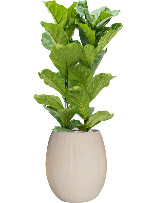 Ficus lyrata in Baq Polystone Coated Plain Office Plant With Pot 152cm Height 30cm Dia