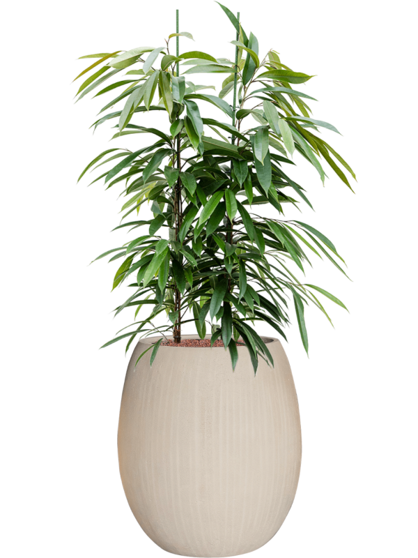 Ficus binnendijkii Amstel King in Baq Polystone Coated Plain Office Plant With Pot 137cm Height 30cm Dia