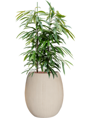 Ficus binnendijkii Amstel King in Baq Polystone Coated Plain Office Plant With Pot 137cm Height 30cm Dia