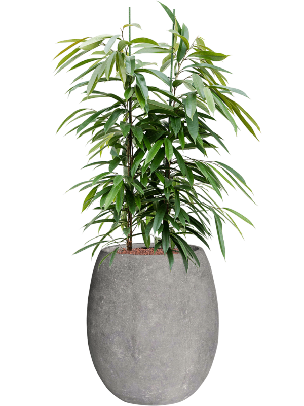 Ficus binnendijkii Amstel King in Baq Polystone Coated Plain Office Plant With Pot 136cm Height 30cm Dia