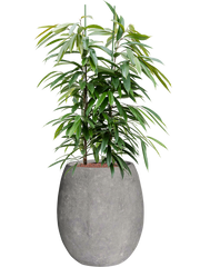 Ficus binnendijkii Amstel King in Baq Polystone Coated Plain Office Plant With Pot 136cm Height 30cm Dia