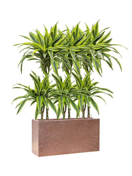 Dracaena fragrans 'Lemon Lime' in Baq Terrazzo Office Plant With Pot 104cm Height 15cm Dia