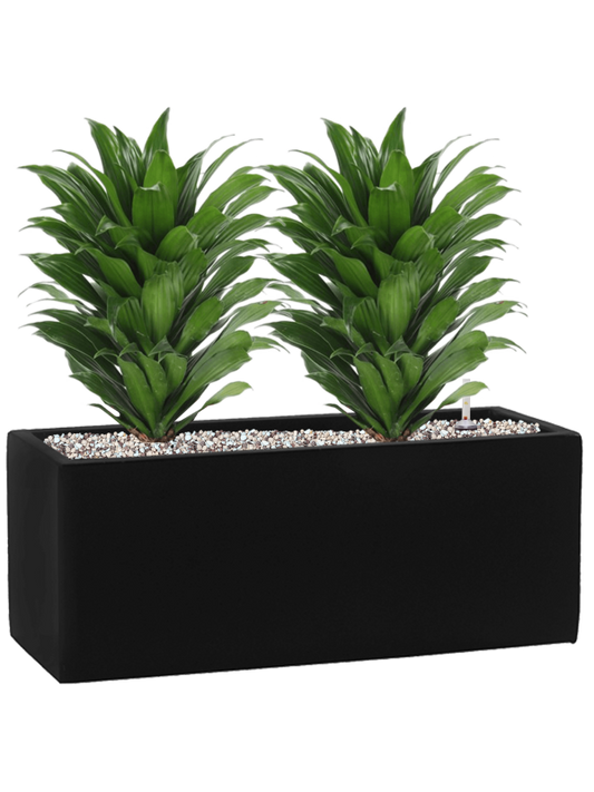 Dracaena fragrans 'Compacta' in Fiberstone Office Plant With Pot 41cm Height 18cm Dia