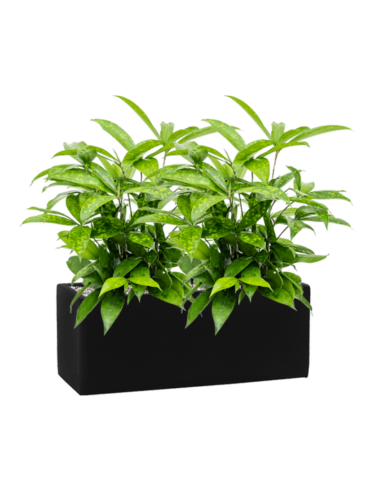 Dracaena surculosa in Fiberstone Office Plant With Pot 49cm Height 18cm Dia