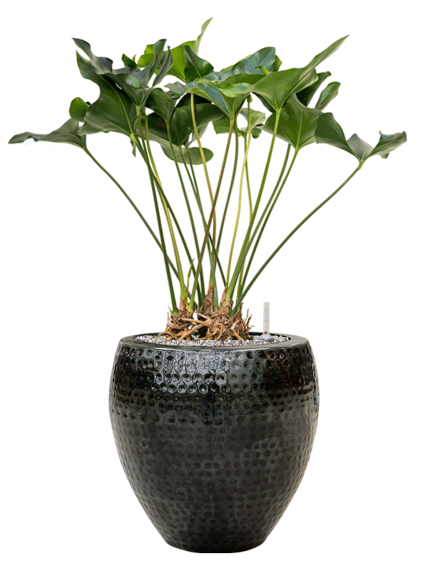 Anthurium 'Arrow' in Thom Office Plant With Pot 91cm Height 30cm Dia