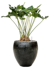 Anthurium 'Arrow' in Thom Office Plant With Pot 91cm Height 30cm Dia