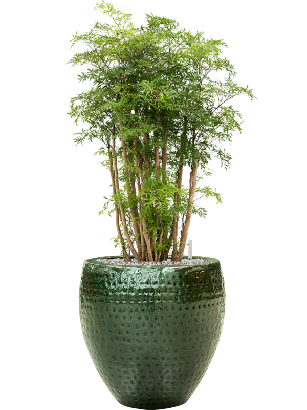 Aralia (Polyscias) 'Ming' in Thom Office Plant With Pot 98cm Height 30cm Dia
