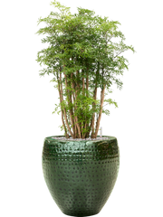 Aralia (Polyscias) 'Ming' in Thom Office Plant With Pot 98cm Height 30cm Dia