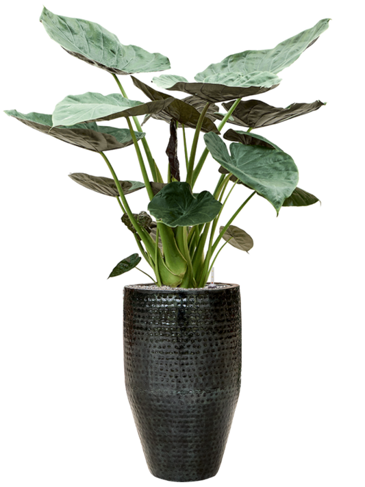 Alocasia Wentii in Thom Office Plant With Pot 165cm Height 33cm Dia
