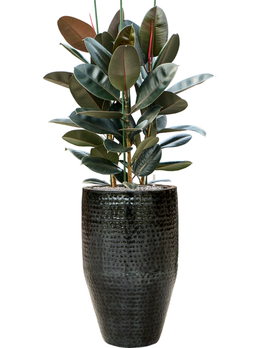 Ficus elastica 'Abidjan' in Thom Office Plant With Pot 146cm Height 33cm Dia