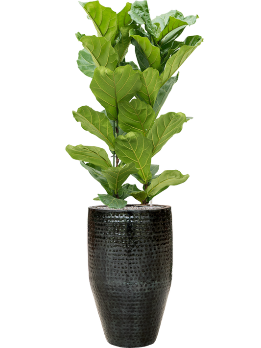 Ficus lyrata in Thom Office Plant With Pot 167cm Height 33cm Dia