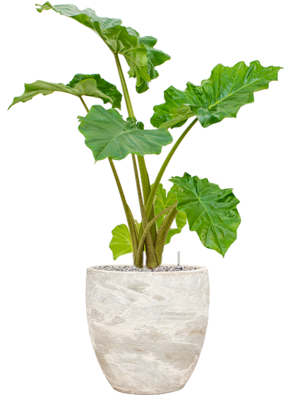 Alocasia 'Portodora' in Baq Algar Office Plant With Pot 102cm Height 33cm Dia