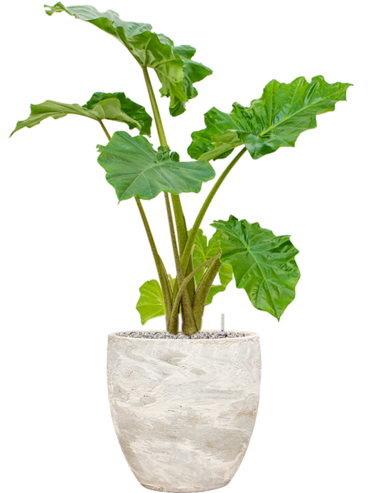 Alocasia 'Portodora' in Baq Algar Office Plant With Pot 102cm Height 33cm Dia