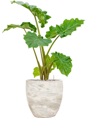 Alocasia 'Portodora' in Baq Algar Office Plant With Pot 102cm Height 33cm Dia