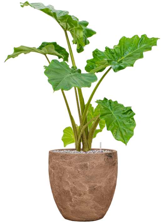 Alocasia 'Portodora' in Baq Algar Office Plant With Pot 102cm Height 33cm Dia