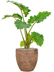 Alocasia 'Portodora' in Baq Algar Office Plant With Pot 102cm Height 33cm Dia