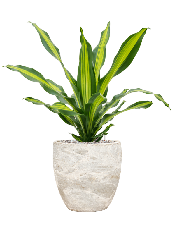 Dracaena fragrans 'Burley' in Baq Algar Office Plant With Pot 89cm Height 33cm Dia