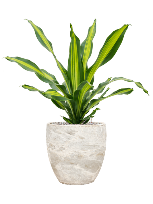 Dracaena fragrans 'Burley' in Baq Algar Office Plant With Pot 89cm Height 33cm Dia