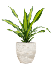 Dracaena fragrans 'Burley' in Baq Algar Office Plant With Pot 89cm Height 33cm Dia